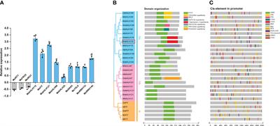 Alfalfa MsbHLH115 confers tolerance to cadmium stress through activating the iron deficiency response in Arabidopsis thaliana